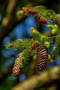 Preview wallpaper cones, branch, macro, needles