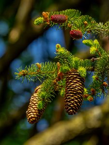 Preview wallpaper cones, branch, macro, needles