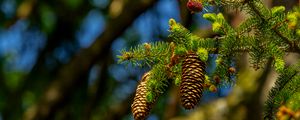 Preview wallpaper cones, branch, macro, needles