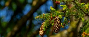 Preview wallpaper cones, branch, macro, needles