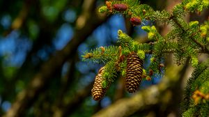 Preview wallpaper cones, branch, macro, needles