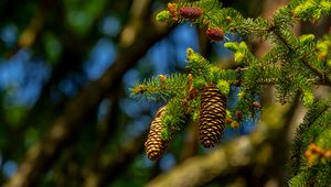 Preview wallpaper cones, branch, macro, needles