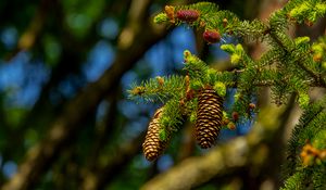 Preview wallpaper cones, branch, macro, needles