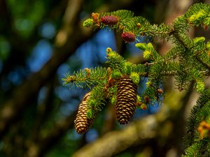 Preview wallpaper cones, branch, macro, needles