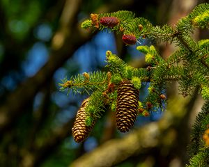 Preview wallpaper cones, branch, macro, needles