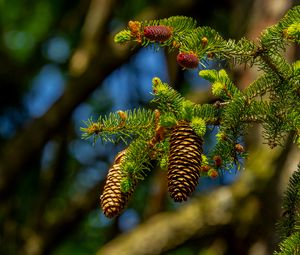 Preview wallpaper cones, branch, macro, needles