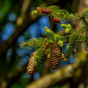 Preview wallpaper cones, branch, macro, needles