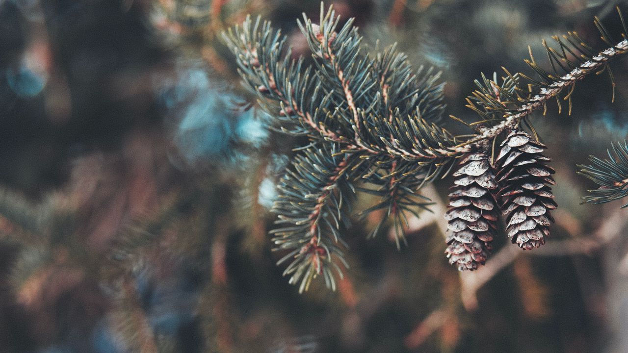 Wallpaper cones, branch, needles, macro