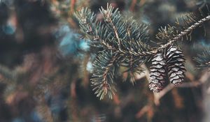 Preview wallpaper cones, branch, needles, macro