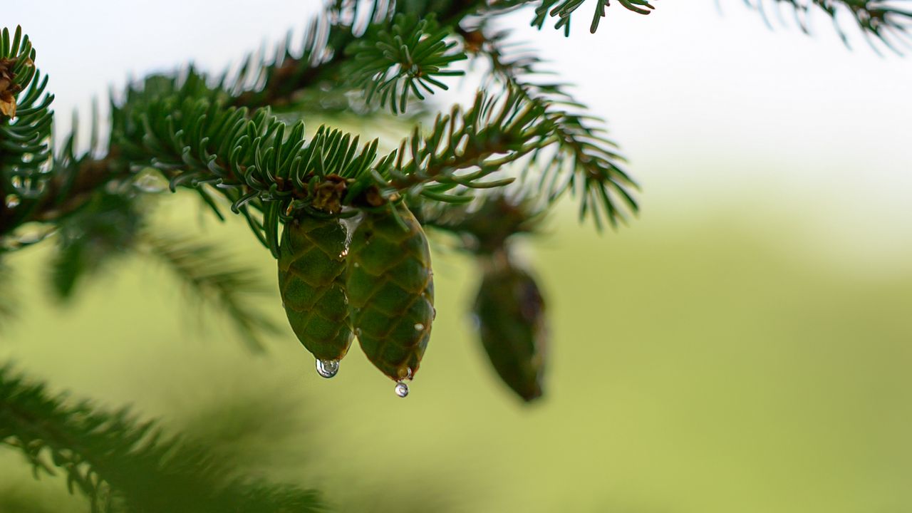 Wallpaper cones, branch, needles, drops, macro