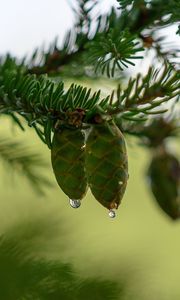 Preview wallpaper cones, branch, needles, drops, macro