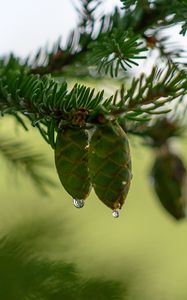 Preview wallpaper cones, branch, needles, drops, macro