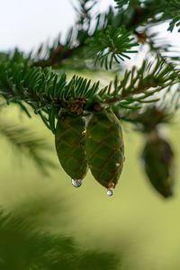 Preview wallpaper cones, branch, needles, drops, macro