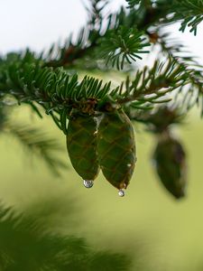 Preview wallpaper cones, branch, needles, drops, macro