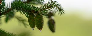 Preview wallpaper cones, branch, needles, drops, macro