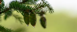 Preview wallpaper cones, branch, needles, drops, macro