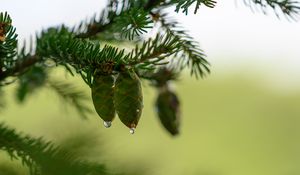 Preview wallpaper cones, branch, needles, drops, macro