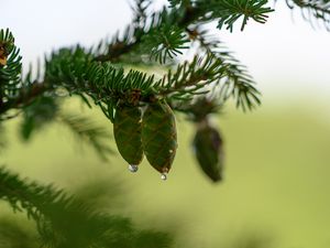 Preview wallpaper cones, branch, needles, drops, macro