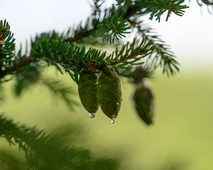 Preview wallpaper cones, branch, needles, drops, macro