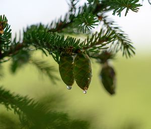 Preview wallpaper cones, branch, needles, drops, macro