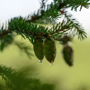 Preview wallpaper cones, branch, needles, drops, macro