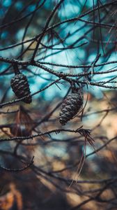 Preview wallpaper cones, branches, needles, closeup