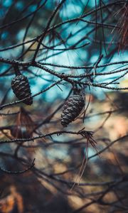 Preview wallpaper cones, branches, needles, closeup