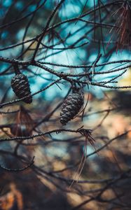 Preview wallpaper cones, branches, needles, closeup