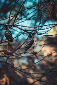 Preview wallpaper cones, branches, needles, closeup