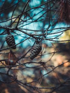 Preview wallpaper cones, branches, needles, closeup