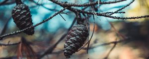 Preview wallpaper cones, branches, needles, closeup