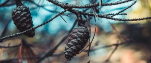 Preview wallpaper cones, branches, needles, closeup