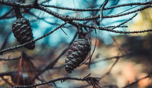 Preview wallpaper cones, branches, needles, closeup