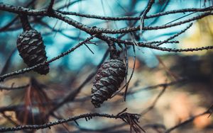 Preview wallpaper cones, branches, needles, closeup