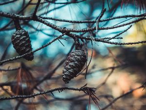 Preview wallpaper cones, branches, needles, closeup