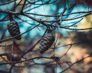 Preview wallpaper cones, branches, needles, closeup
