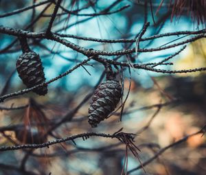 Preview wallpaper cones, branches, needles, closeup