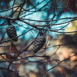 Preview wallpaper cones, branches, needles, closeup