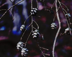 Preview wallpaper cones, branches, tree, macro