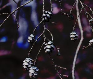 Preview wallpaper cones, branches, tree, macro