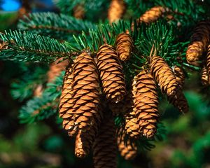 Preview wallpaper cones, fir, branch