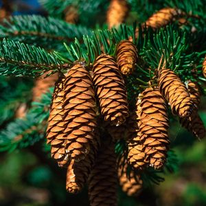 Preview wallpaper cones, fir, branch