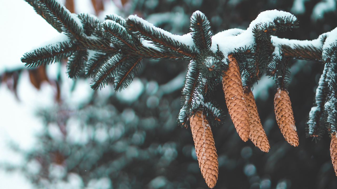 Wallpaper cones, fir, needles, branch, snow