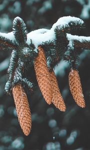 Preview wallpaper cones, fir, needles, branch, snow