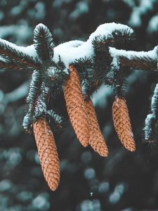 Preview wallpaper cones, fir, needles, branch, snow