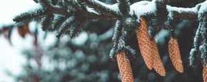 Preview wallpaper cones, fir, needles, branch, snow