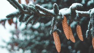 Preview wallpaper cones, fir, needles, branch, snow