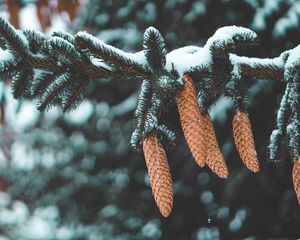 Preview wallpaper cones, fir, needles, branch, snow