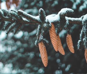 Preview wallpaper cones, fir, needles, branch, snow