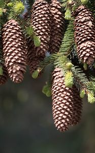 Preview wallpaper cones, fir, pine needles, thorns, twigs